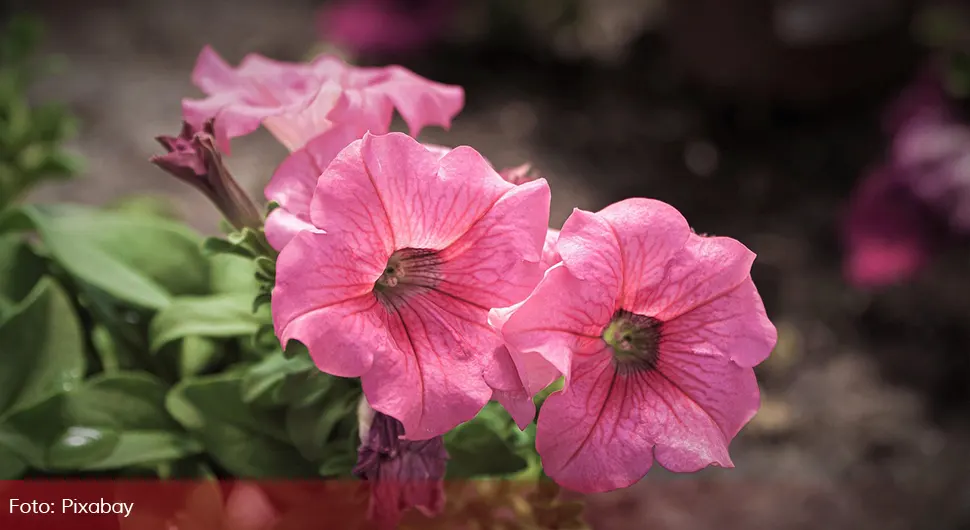 67e2a4e0b7708-Петуније цвијеће.webp